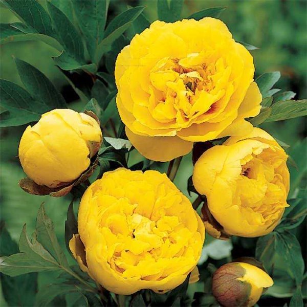 Paeonia Yellow Crown Пион Еллоу Кроун