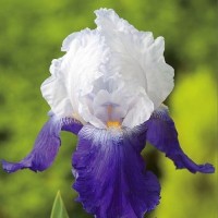 Iris germanica Arpege Ирис Arpege германский 