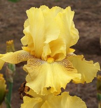Iris germanica Buckwheat Ирис германский 