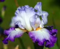 Iris germanica Conjuration Ирис  германский Конджурейшн