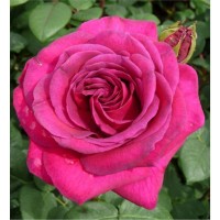 Роза Дивайн Rose Divine