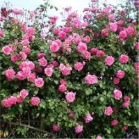 Роза Декор Rose Decor 