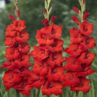Gladiolus Deepest Red Гладиолус Дипест Ред