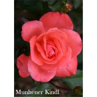Роза Мюнхенер Киндл Rose Munchener Kindl