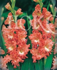 Gladiolus Frizzled Coral Lace Гладиолус Фриззлед Корал Лейс