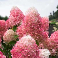 Hydrangea paniculata Pinky Promise Гортензия метельчатая Пинки Промис