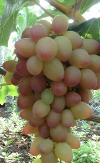Сорт винограда Багровый