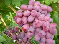 Сорт винограда Подарок Ирине