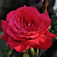 Роза Ботеро Rose Botero 