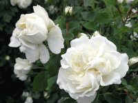 Роза Вайт Мейдиланд Rose White Meidiland