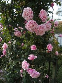 Роза Блоссомтайм Rose Blossomtime 