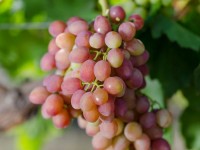 Сорт винограда Хамелион