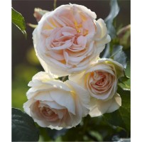 Роза Импресс Rose Empress