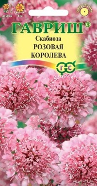 Скабиоза темнопурпурная Розовая королева махр. 6 шт (Гавриш)