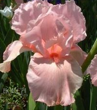 Iris germanica Pink Horizon  Ирис германский Пинк Горизонт