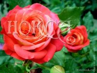 Роза Мидсаммер Rose Midsummer 