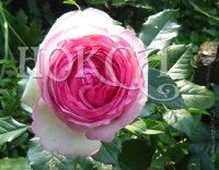 Роза Пьер де Ронсар / Эден Роуз 85 Rose Pierre de Ronsard / Eden Rose 85 