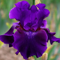 Iris germanica Rosalie Figge  Ирис германский Розали Фидж