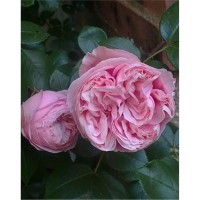 Роза Альков Rose Alcove 