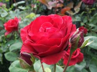 Роза Адажио Rose Adagio
