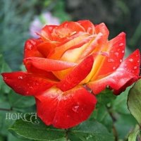 Роза Пигаль Rose Pigalle  