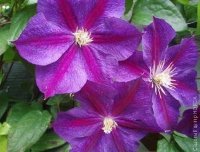 Clematis Star of India Клематис Стар оф Индия
