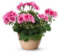 Пеларгония Зональная Фловер Файр Пинк Pelargonium Zonale Flower Faire Pink 