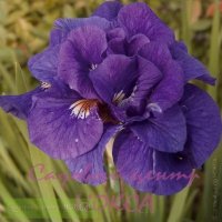 Iris sibirica Kabluey Ирис сибирский Каблей