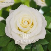 Роза Белиссимо Rose Bellissima