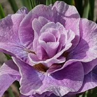 Iris sibirica Pink Parfait   Ирис сибирский Розовый Парфе