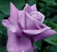 Роза Голубой Нил Rose Blue Nile