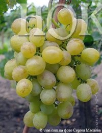 Сорт винограда Восторг