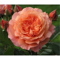 Роза Салмон Rose Salmon