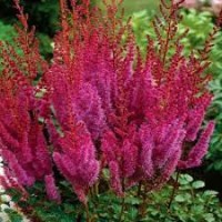 Astilbe You and Me Forever Астильба Ю энд Ми Форевер