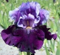 Iris germanica Blue Bird Wine Ирис германский Блю Берд Вайн