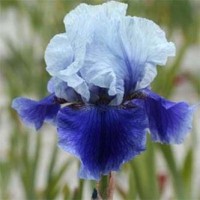 Iris germanica Blushes Ирис германский Блашес 