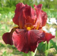 Iris germanica Red Zinger Ирис германский Ред Зингер