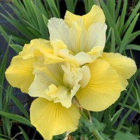 Iris sibirica Solar Energy  Ирис сибирский Солар Энерджи