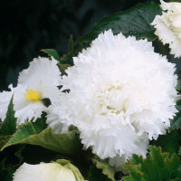 Begonia Fimbriatia White