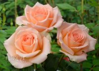 Роза Версилия Rose Versilia  