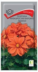 Георгина Барокко оранжевая (Поиск)