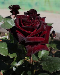 Роза Блэк Баккара Rosa Black Baccara