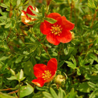 Potentilla fruticosa Marian Red Robin Лапчатка кустарниковая Мэрион Ред Робин   