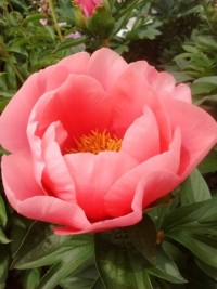 Paeonia Lovely Rose Пион Лавли Роуз