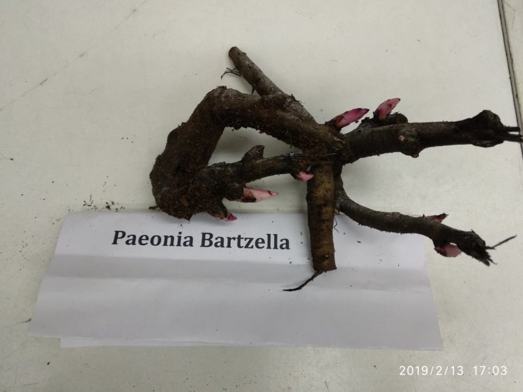 Paeonia Bartzella Пион Бартзелла