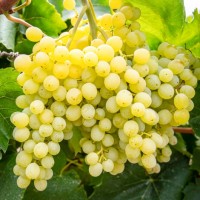 Сорт винограда Сверхранний Бессемянный