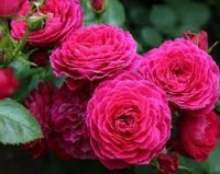 Роза Домэн дэ Сэн Жан дэ Борэгар Rose Domaine de Jean de Beauregard
