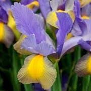 Iris hollandica Gipsy Beauty