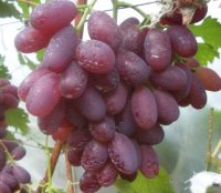 Сорт винограда Виктория 