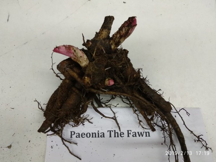 Paeonia The Fawn Пион Олененок 